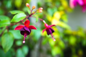 blossoming branch red and dark-cherry fuchsia in nature, `Huet