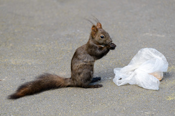 Eichhörnchen beim Frühstücken