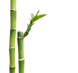 Obraz premium Bambus odizolowywający na bielu
