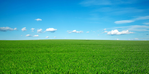 Obraz premium green field