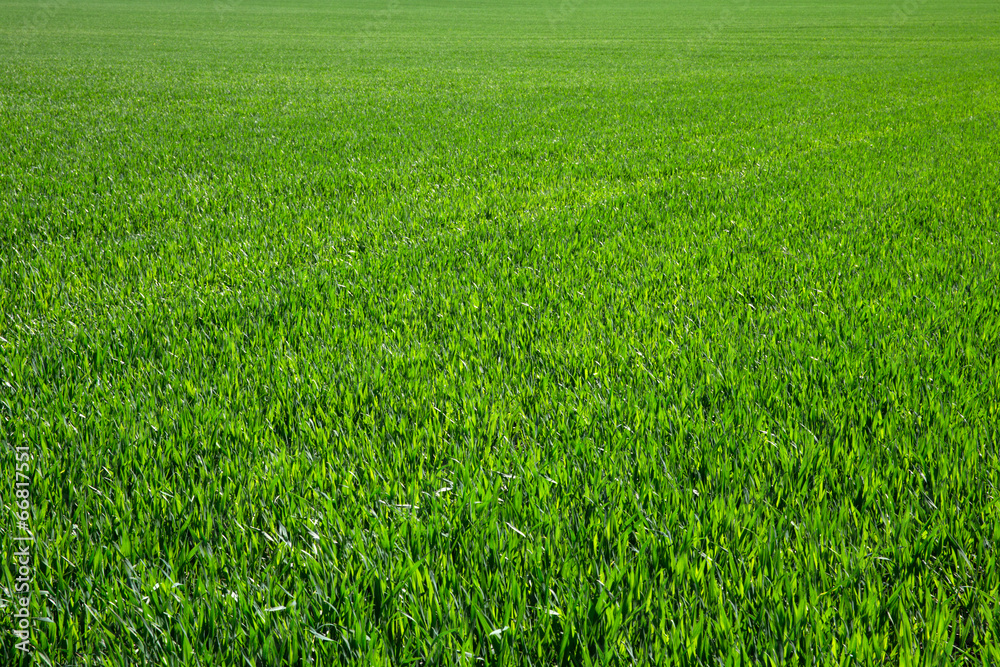 Wall mural green grass