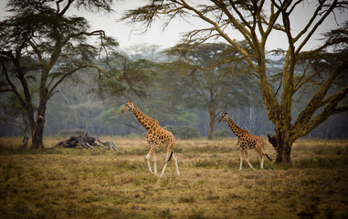 two giraffes