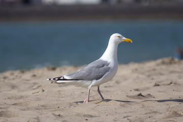 seagull on the beach