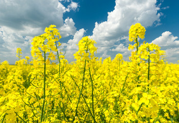 Obraz premium Closeup of yellow rapeseed field and blue sky