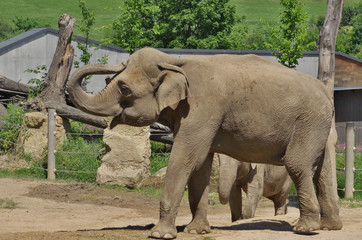 Elephant with trunk on top