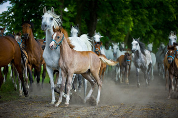 herd arabian horses