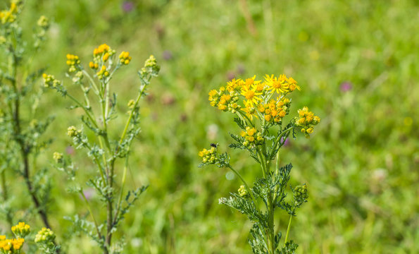 Yellow flowering Ragwort plant