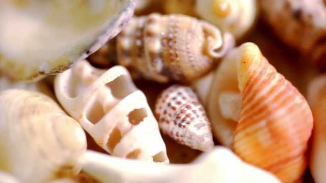 Close up cockleshell, shells and seashells. Macro