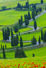 Fototapety  Piękny krajobraz Toskanii z krętą drogą i cyprysami
