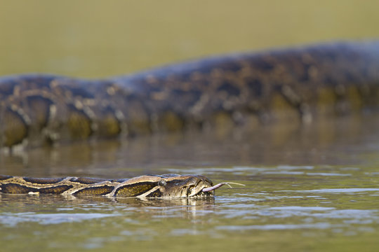 Asian Python in river in Nepal