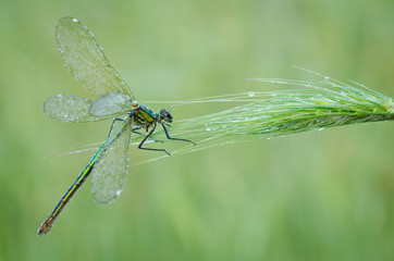 Macro of damselfly