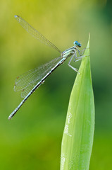 Macro of damselfly