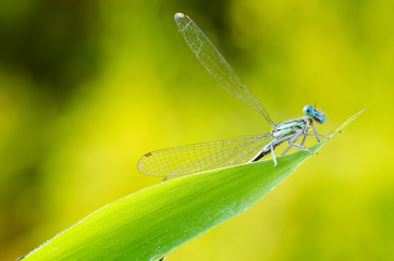 Macro of damselfly