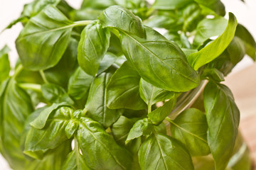 Fresh basil on a wooden  board 