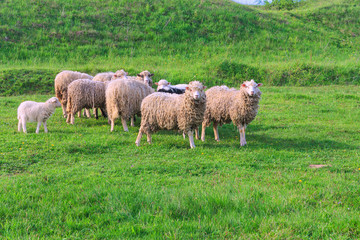 Flock of sheep grazing in the meadow