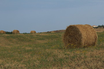 campo trebbiato e rotoballa