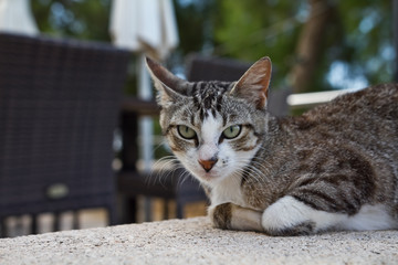 Grey cat lying on wall 