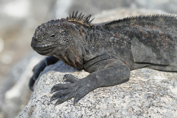 Galapagos Marine Iguana resting on rocks