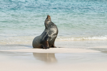 Fototapeta premium Imposing male of Sea Lion
