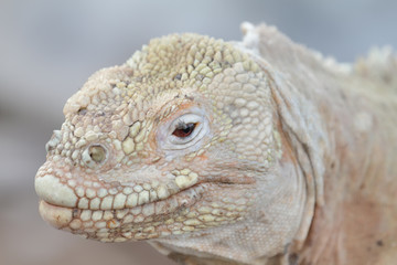 Wild land iguana on Santa Fe island