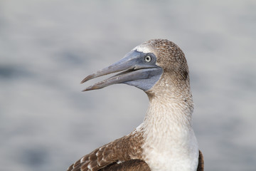 Blue-footed Booby (Sula nebouxii)
