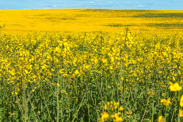 Yellow flowering rapeseed field landscape