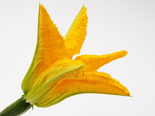 fleur de courgette