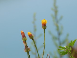 Beautiful dandelion flowers background