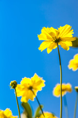 Yellow Cosmos flower