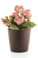 Kalanchoe Calandiva flowers