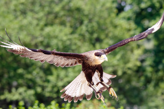 Rapace in volo ali aperte