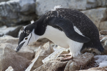 Antarctic penguin who molts near the nest in colonies