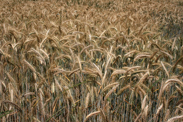 weizenfeld