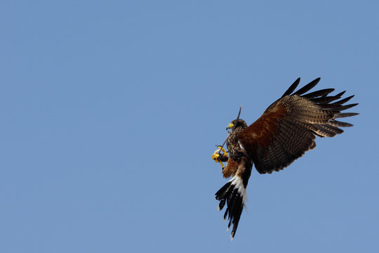 Rapce in volo