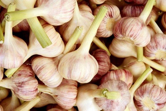 garlic