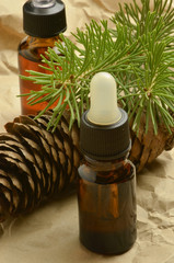 Pinus Pine Pin Kiefern Sosna Сосна Çam סאסנע