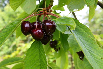 Kirschen - Cherries