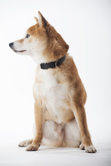Shiba inu dog isolated on white