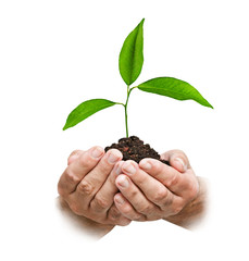 Sapling in hands