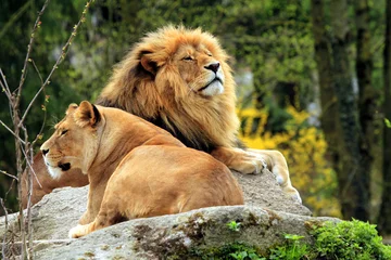 Crédence de cuisine en verre imprimé Lion Lionne et lion