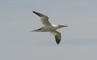 Gannet seabird in flight