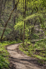 Fototapeta na wymiar Hiking path in Minnesota forest