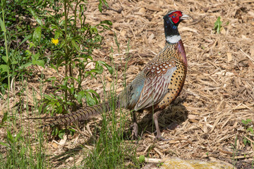 Fototapeta premium Male Pheasant