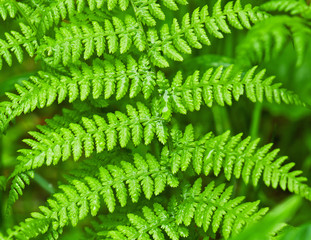 fern texture © Volodymyr Shevchuk
