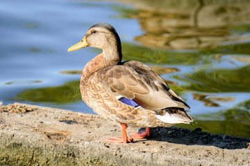 Ente im Abendlicht