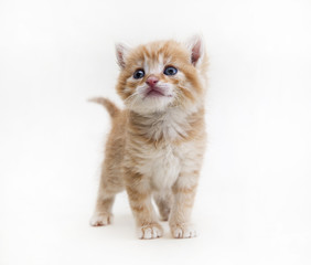 Obraz premium kitten