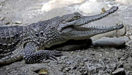 Crocodile australien