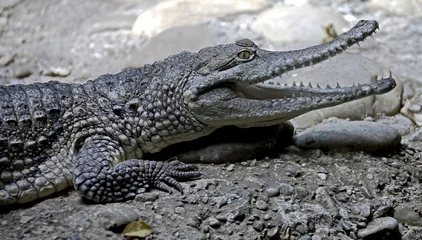 Crédence de cuisine en verre imprimé Crocodile Crocodile australien