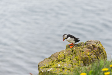 Papageitaucher - Puffin - Lundi - Island