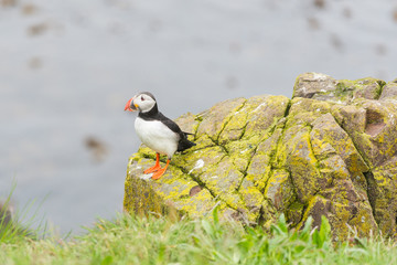 Papageitaucher - Puffin - Lundi - Island